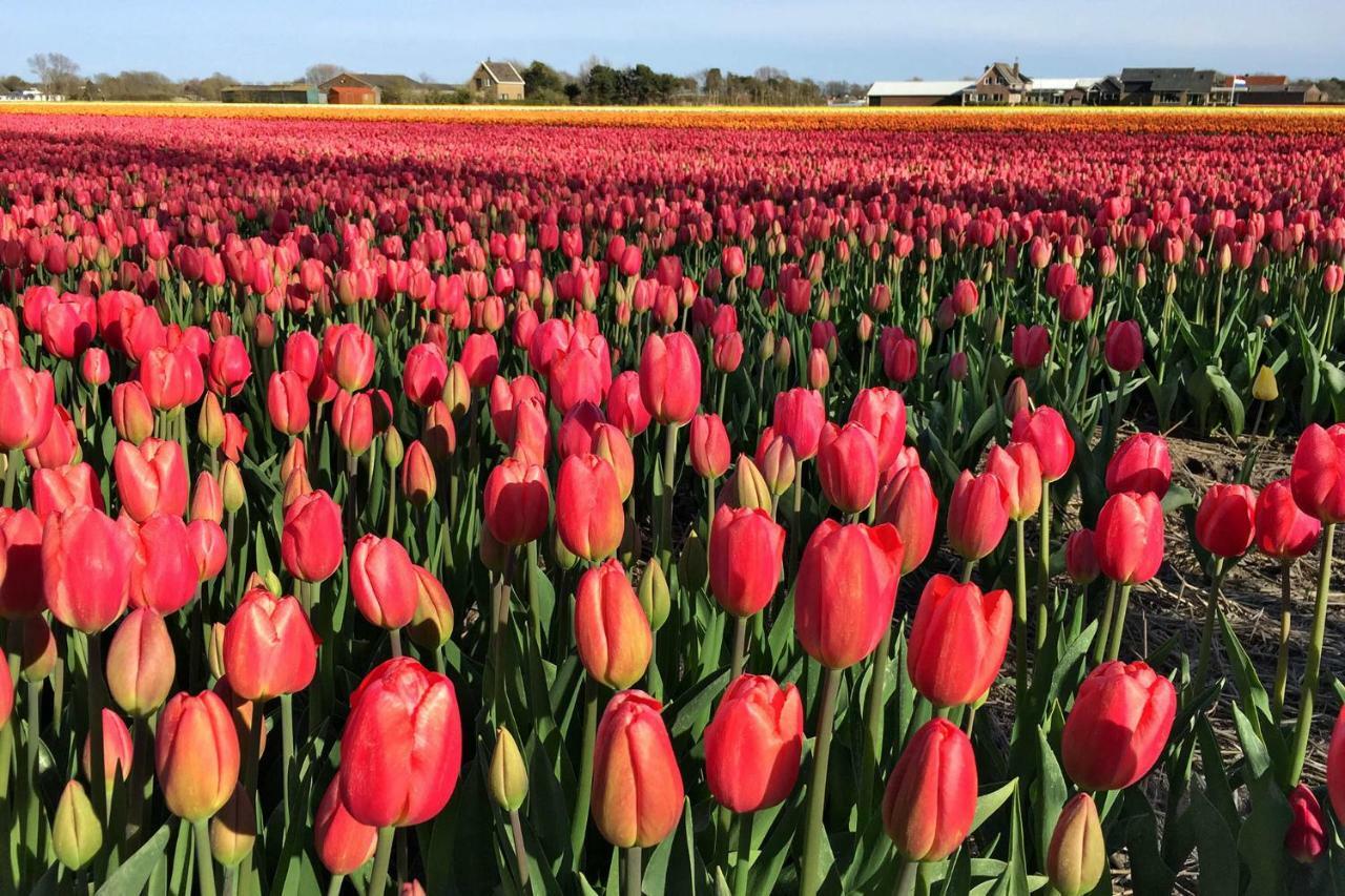 Bed & Breakfast De Roos Urk Eksteriør billede